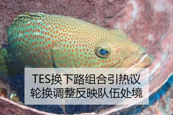 TES换下路组合引热议 轮换调整反映队伍处境