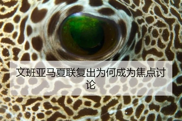 文班亚马夏联复出为何成为焦点讨论